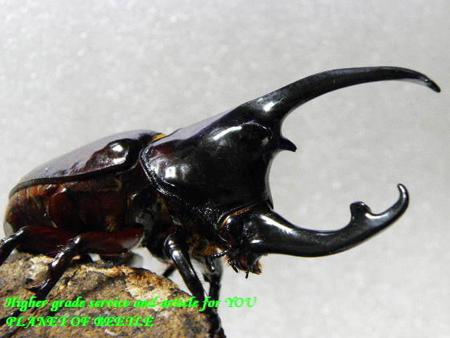 〇ケンタウルス♂86mmペア＼(^o^)／