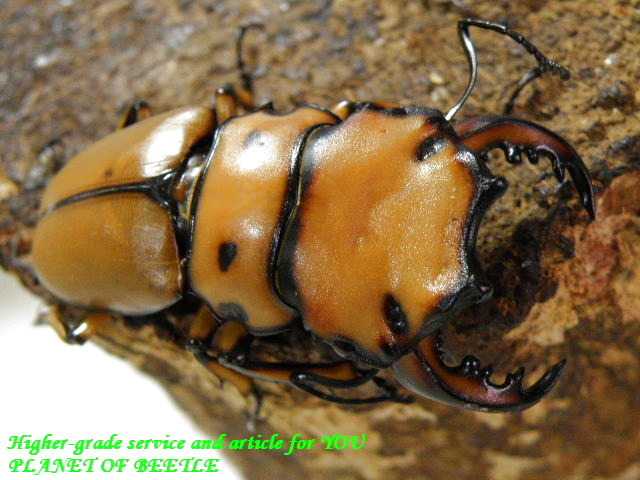 〇大型メリー＋ケンタウルスのお買い得品＼(^o^)／