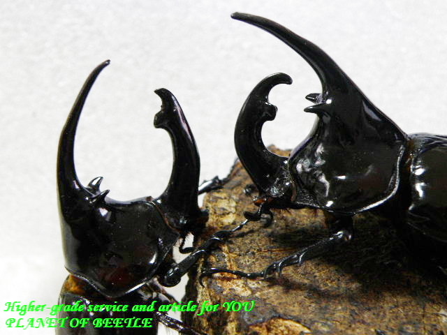 〇お買い得ケンタウルス最終出品＼(^o^)／