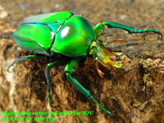 〇ポイント5倍は本日まで＼(^o^)／