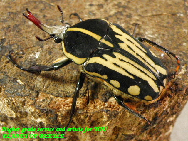 〇お買い得クラッツ・サービスペア＼(^o^)／