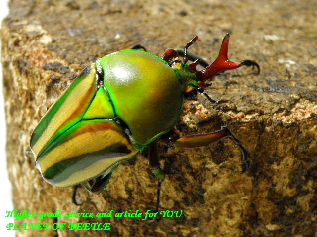 〇シュルツの赤系♂単品＼(^o^)／