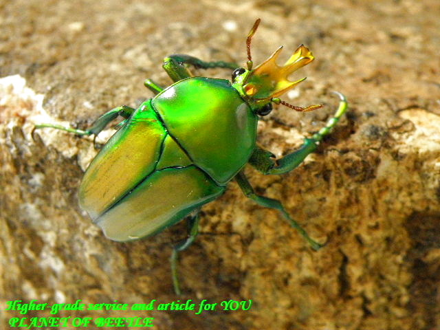 〇キヌツヤツノカナブン＼(^o^)／