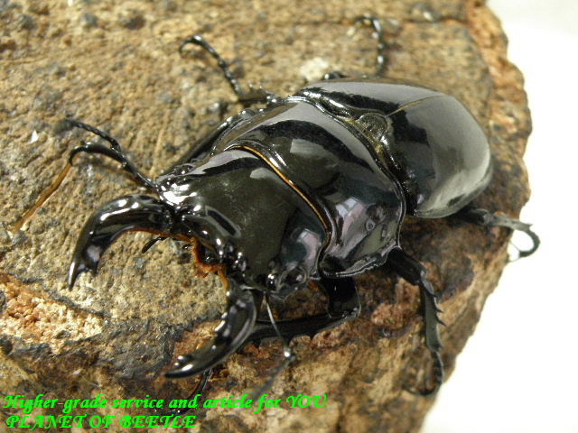 〇週末は恒例ポイント5倍＼(^o^)／