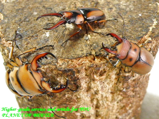 〇ブリードに嬉しい2種セット＼(^o^)／