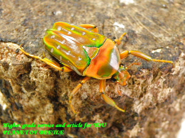 〇赤いニジイロカナブン＼(^o^)／