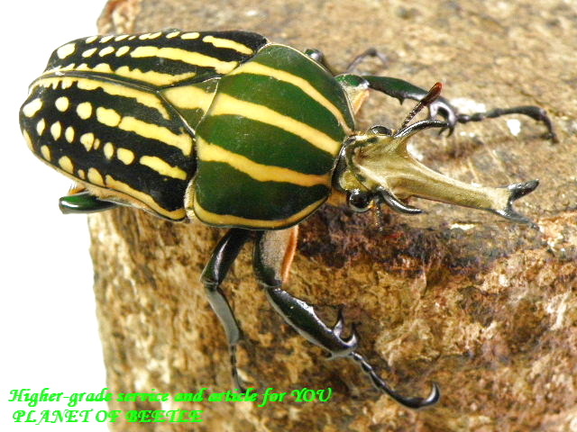 〇ミイロのサービスペアなど＼(^o^)／