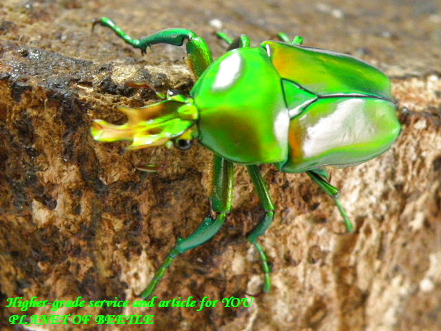 〇お買い得！キヌツヤツノカナブン＼(^o^)／