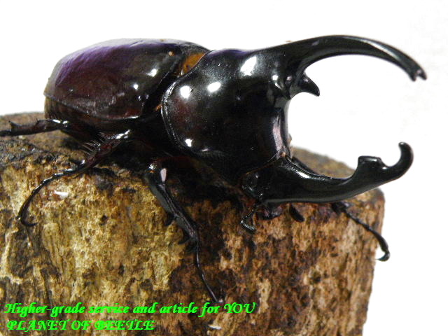 〇限定お買い得品＼(^o^)／