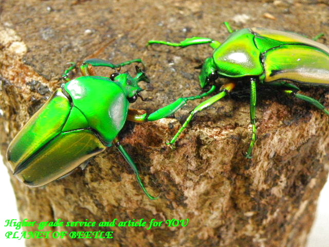 〇週末恒例ポイント5倍＼(^o^)／