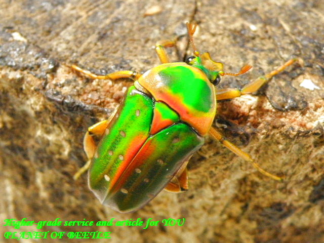 〇お買い得サービス品＼(^o^)／