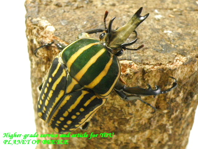 〇ミイロツノカナブン♀プレゼント＼(^o^)／