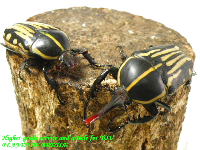 〇クラッツ特価出品は本日まで＼(^o^)／