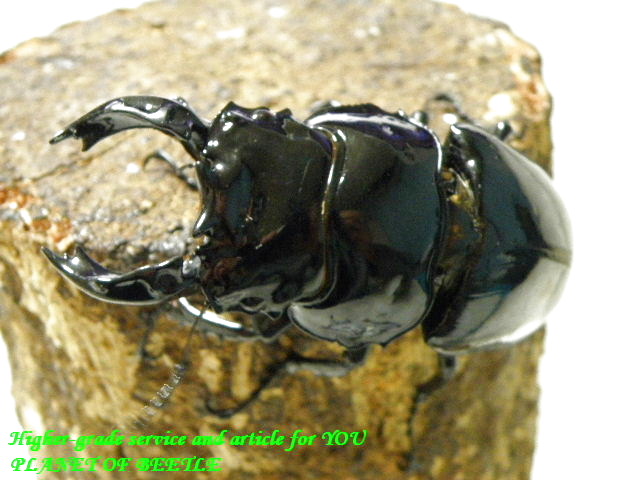 〇13日通関新着カメルーン便＼(^o^)／