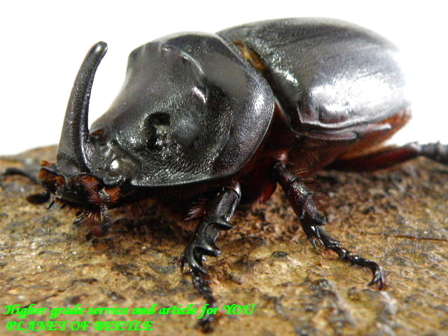 〇カメルーン産サイカブト＼(^o^)／