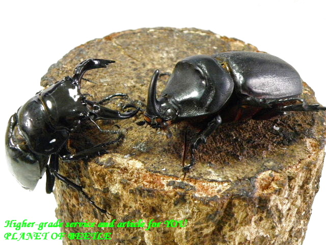 〇週末はポイント5倍＼(^o^)／