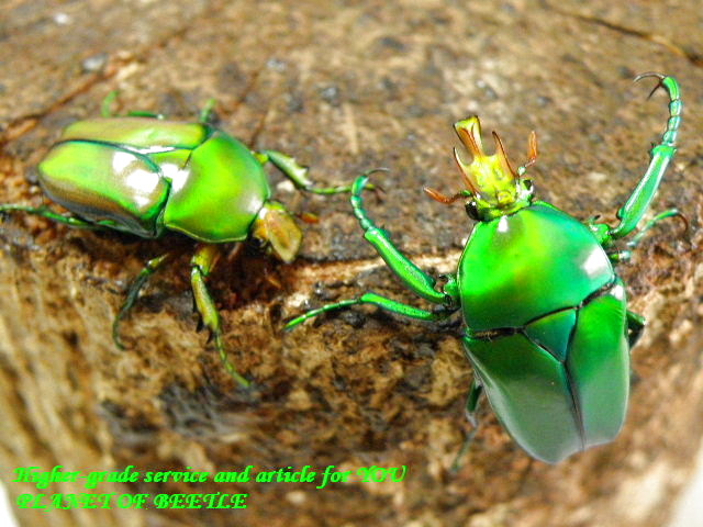 〇週末限定＋ポイント5倍最終日＼(^o^)／