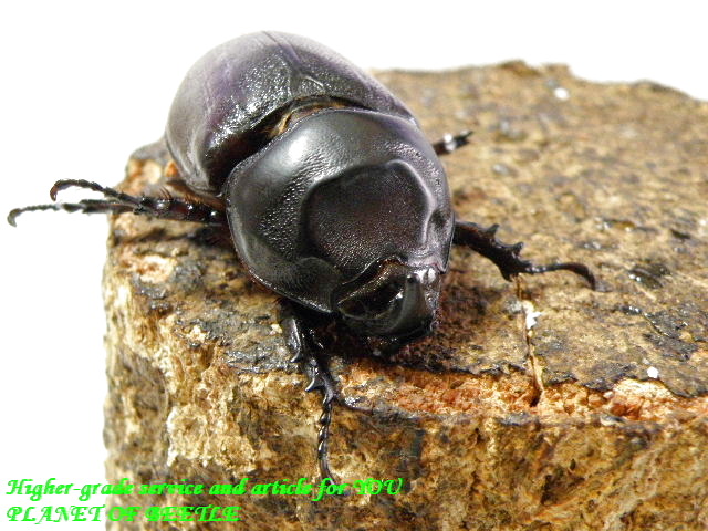 〇ブリード用カメルーンサイカブト♀＼(^o^)／