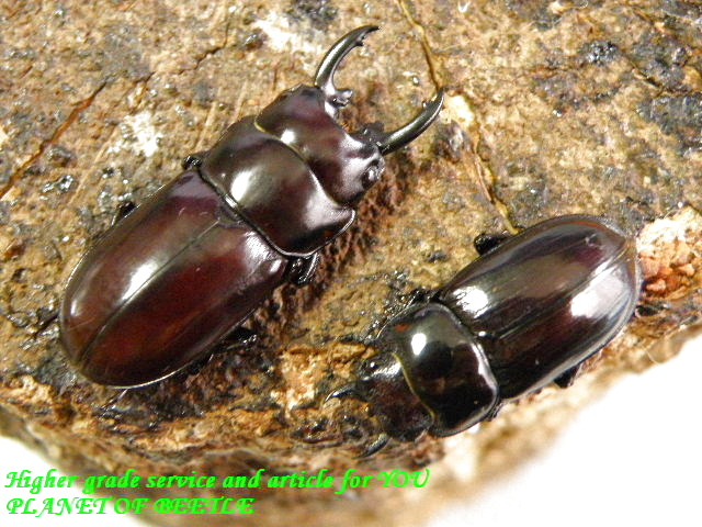 〇トレスフラヴォグッタタスF1＼(^o^)／