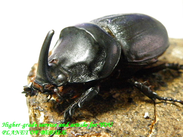 〇週末恒例ポイント5倍＼(^o^)／