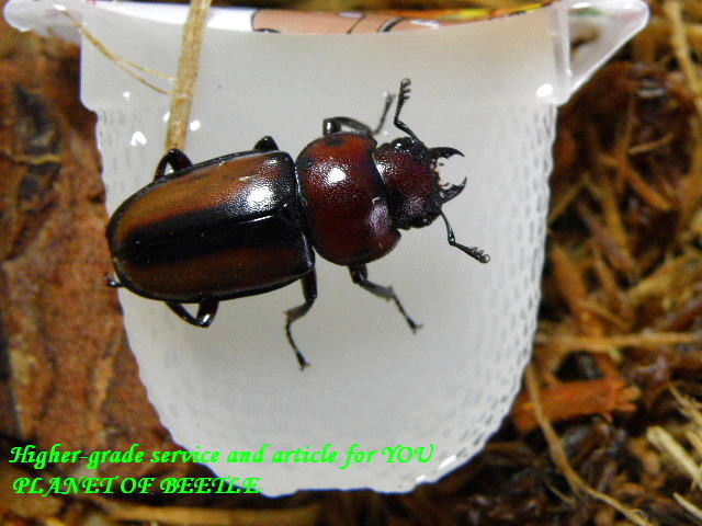 〇プラネット、ユーグエスが30％オフ＼(^o^)／