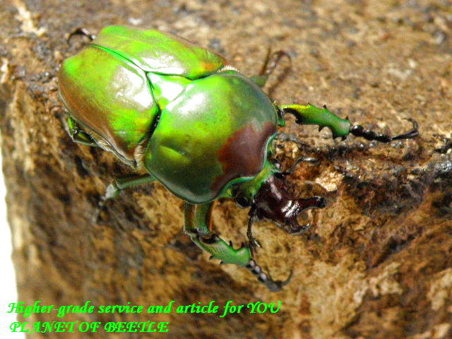 〇週末恒例ポイント5倍＼(^o^)／