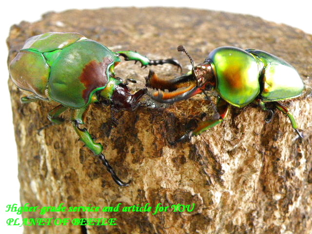 〇お買い得品＋ポイント5倍は本日25日まで＼(^o^)／