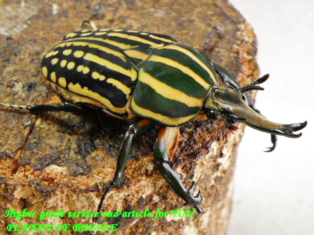 〇限定半額スタート＼(^o^)／