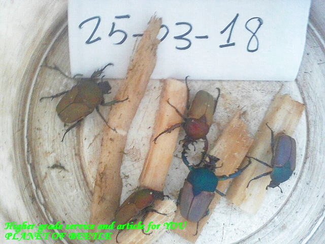 〇幼虫セットが今なら15％オフに＼(^o^)／