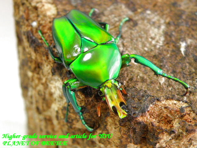 〇ポイント5倍は本日まで＼(^o^)／