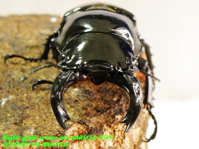 〇週末恒例ポイント5倍＼(^o^)／