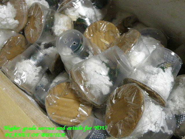 〇新着カメルーン便＼(^o^)／