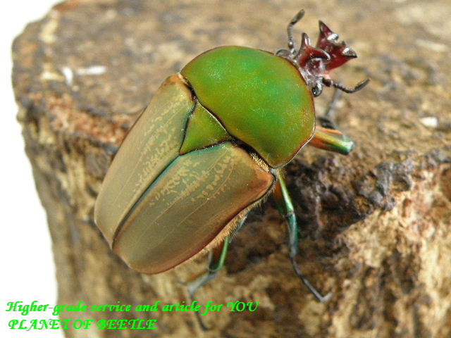 〇プロイスやエステーラなど掲載しました＼(^o^)／
