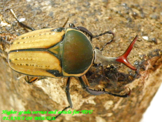 〇ハリスエグジミア＼(^o^)／