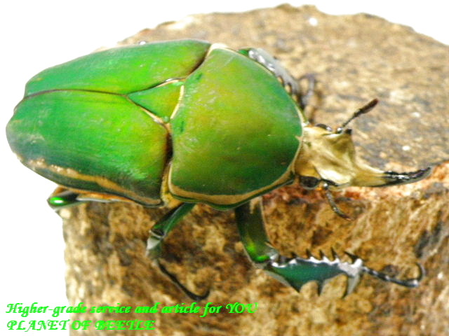 〇サービス品やトルクアタ♀追加も＼(^o^)／