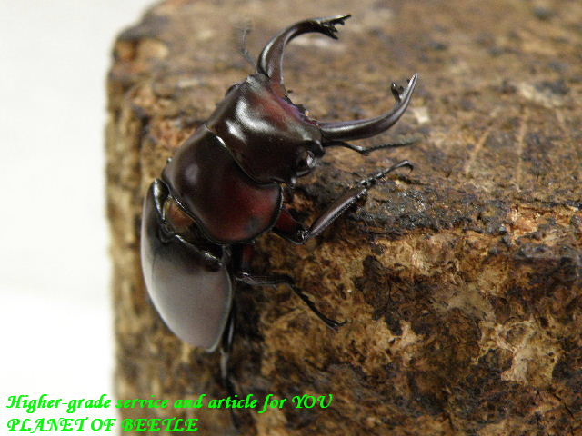 〇ファベールノコギリ＼(^o^)／