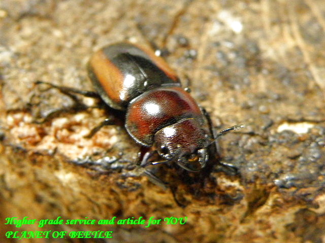 〇ユーグエス♀単品が50％オフスタート＼(^o^)／