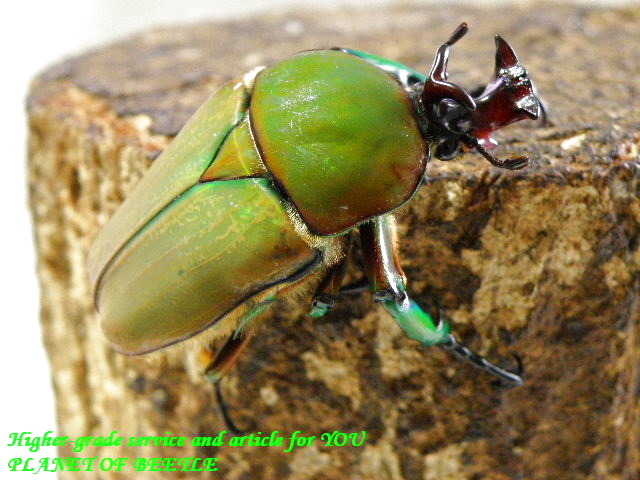 〇GW目前日替わりお買い得クーポン＼(^o^)／