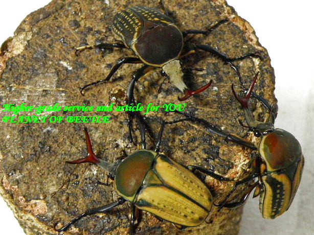 〇GW目前日替わりお買い得クーポン第2弾＼(^o^)／