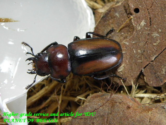 〇GWはポイント10倍＼(^o^)／