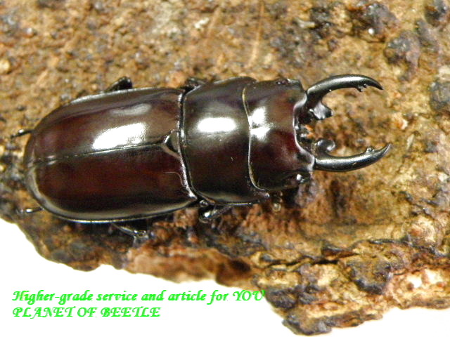 〇限定一般販売＋ポイント10倍＼(^o^)／