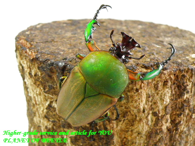 〇追加出品＋会員限定も＼(^o^)／