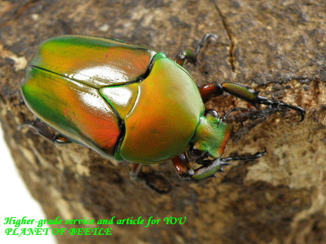 〇GW特価スタート+ポイント10倍＼(^o^)／