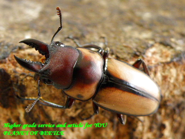 〇引き続きポイント10倍＋会員セール＼(^o^)／