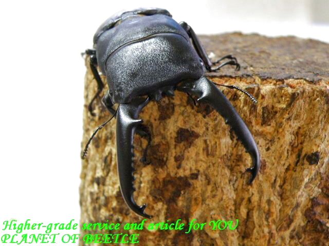 〇D.ティタヌス各ペアが30％オフに\(^o^)／