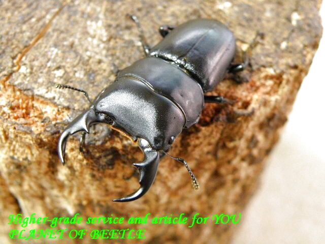 〇ラスト1ペアメンシウス＋シネンシスおさらい＼(^o^)／