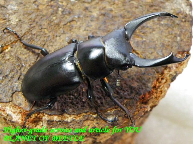 〇週末はポイント5倍＼(^o^)／