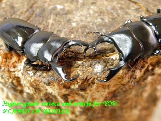 〇新着雲南貢山便＋モルガントリオ＼(^o^)／