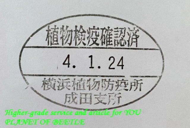 〇24日通関新着・カメルーン便＼(^o^)／