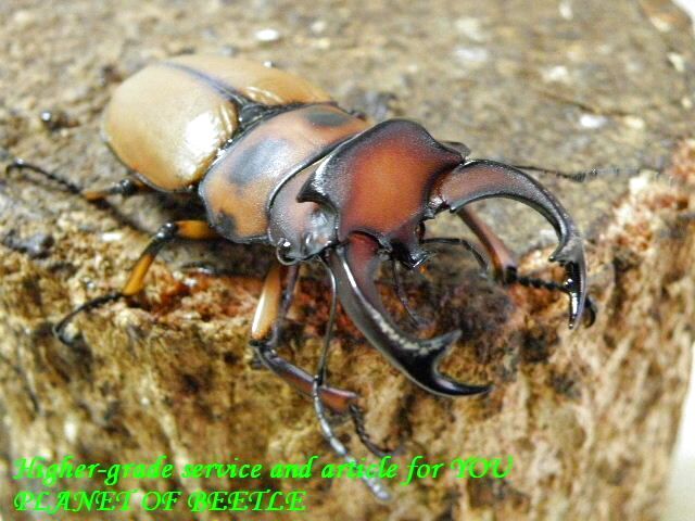 〇人気種！グラディアトール＼(^o^)／